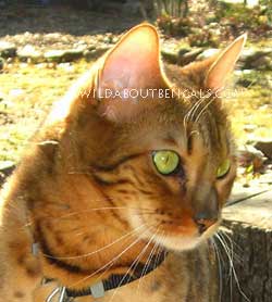 Wildtrax Bengal