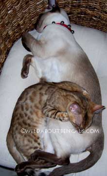 Wildtrax Bengal with Cat Friend
