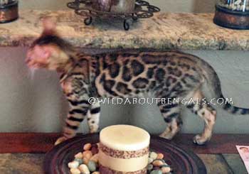 Wildtrax Rosetted Bengal