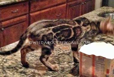 Wildtrax Sparbled Bengal