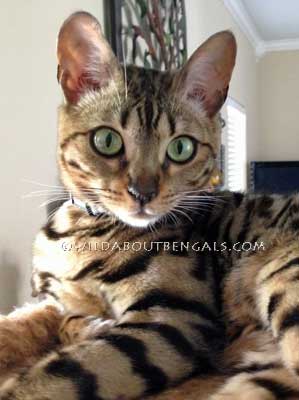 Wildtrax Brown Spotted bengal
