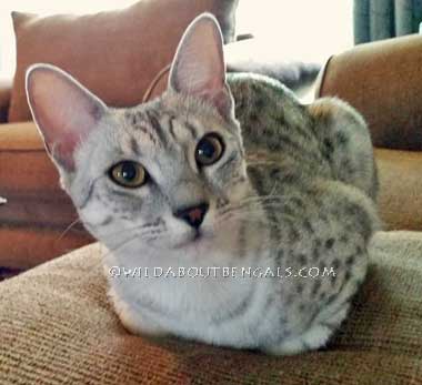 Wildtrax Silver Spotted Egyptian Mau