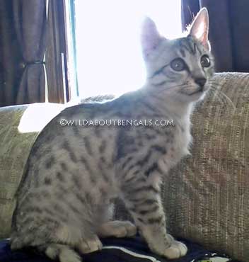 Wildtrax silver Egyptian Mau