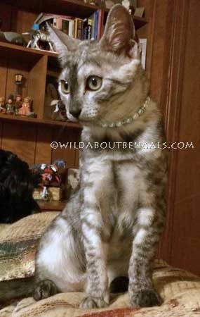 Wildtrax Smoke Egyptian Mau