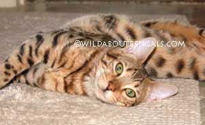 Wildtrax Brown Spotted Bengal
