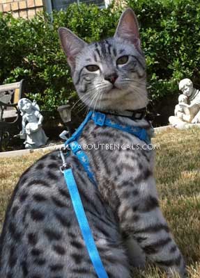 Wildtrax Egyptian Mau Cat