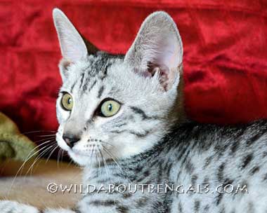 Wildtrax Silver Egyptian Mau