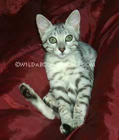 Wildtrax Egyptian Mau Kitten