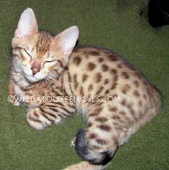 Wildtrax Sweet & Affectionate Bengals