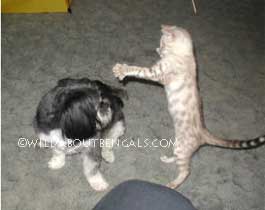 Wildtrax Snow Bengal Playing with Dog