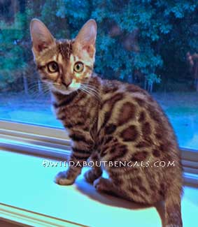 Wildtrax Rosetted Bengal Kitten