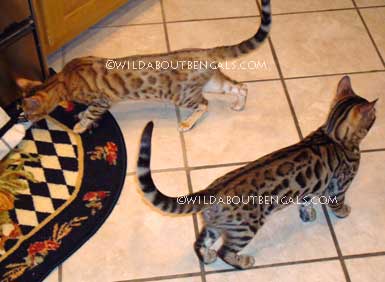 Wildtrax Bengals