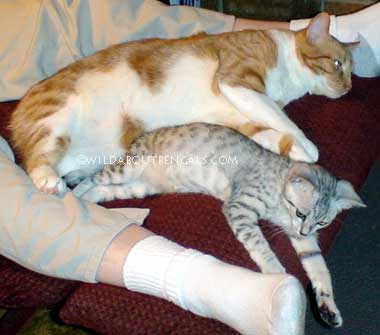 Wildtrax Egyptian Mau