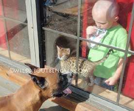 Wildtrax Bengals are Family Oriented