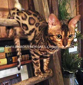 Wildtrax Bengals with Rosettes