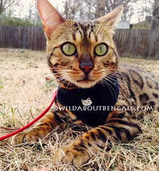 Wildtrax Bengal on Leash