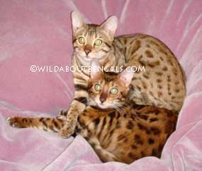 Wildtrax Bengals