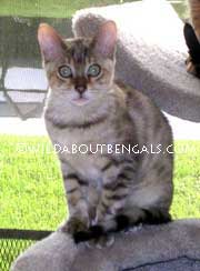 Snow Bengal Wildtrax Snow Bengal