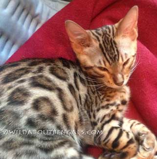 Wildtrax Golden Rosetted Bengal Kitten