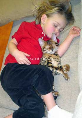 Snuggly Bengal Good with Children