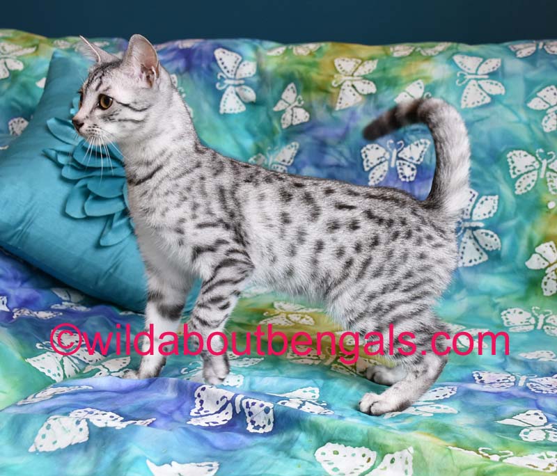 Wildtrax Egyptian Mau